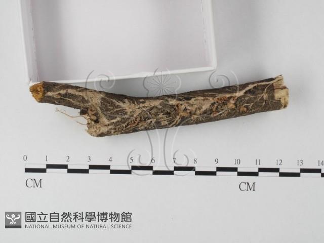 登錄號:F0008540藏品圖，第3張