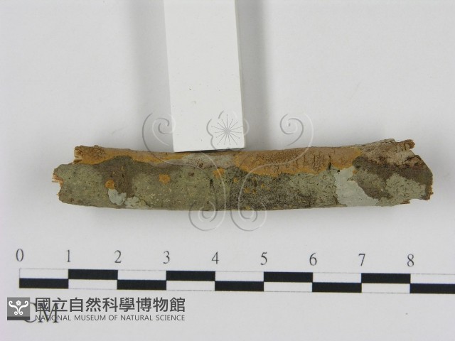 刺革菌屬藏品圖，第3張