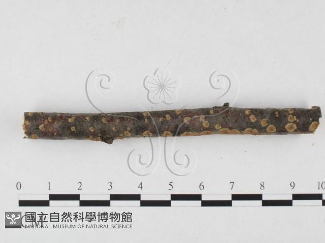 刺革菌屬藏品圖，第3張