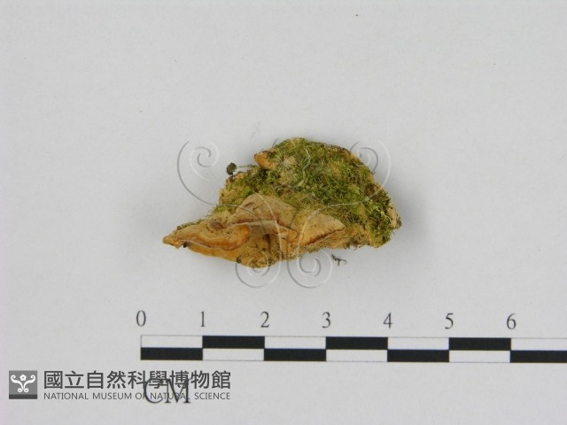 登錄號:F0006540藏品圖，第3張