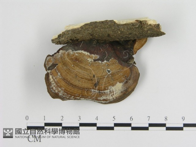 登錄號:F0016540藏品圖，第3張