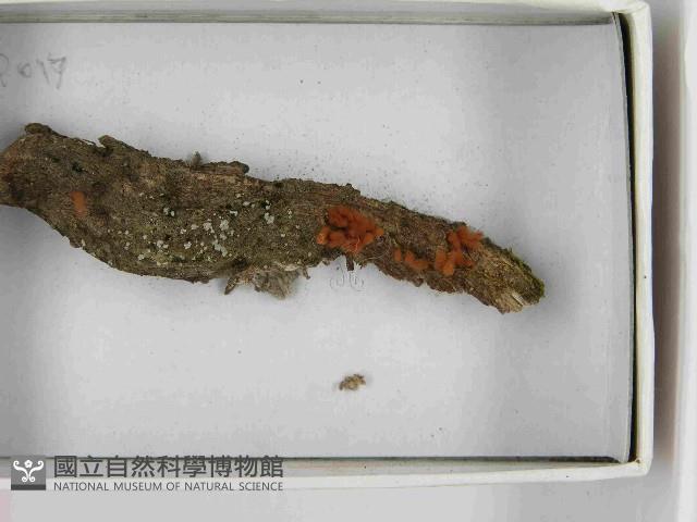 登錄號:F0021540藏品圖，第3張