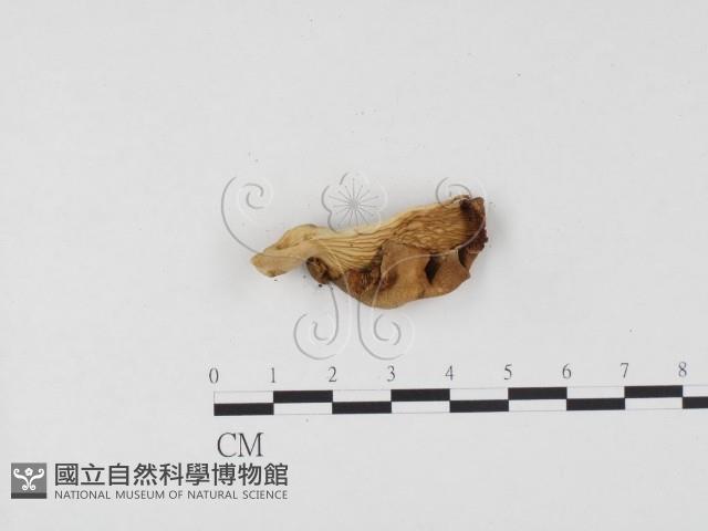 登錄號:F0024540藏品圖，第3張