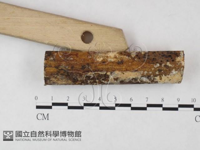 登錄號:F0004540藏品圖，第3張