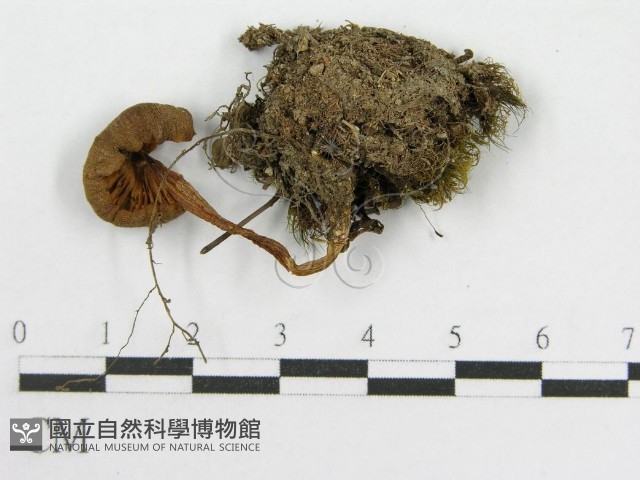 粉褶菌屬藏品圖，第3張
