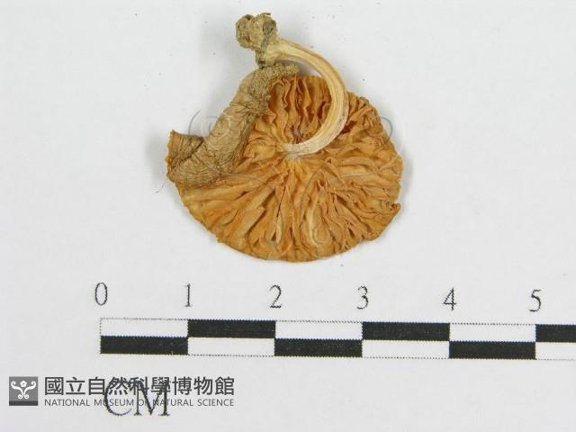 登錄號:F0012540藏品圖，第3張