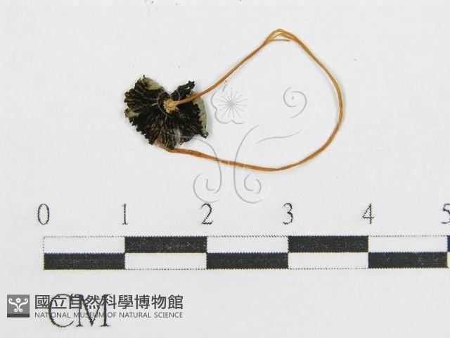 登錄號:F0007540藏品圖，第3張