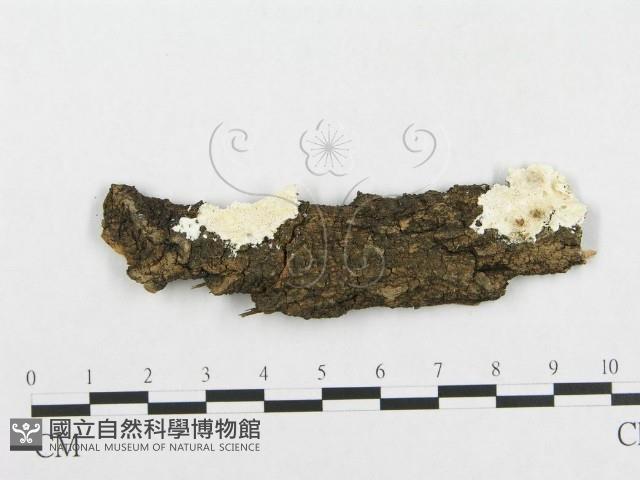 登錄號:F0017540藏品圖，第1張