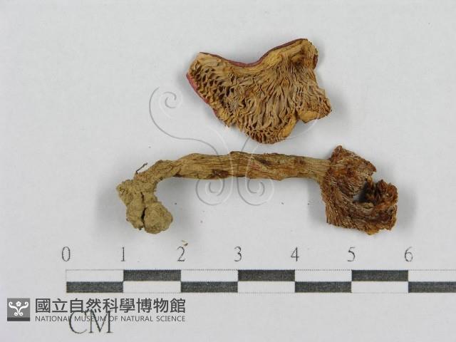 登錄號:F0005540藏品圖，第3張