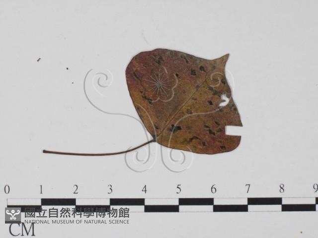登錄號:F0019540藏品圖，第3張