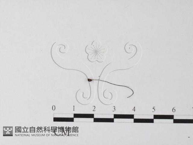 小皮傘屬藏品圖，第3張