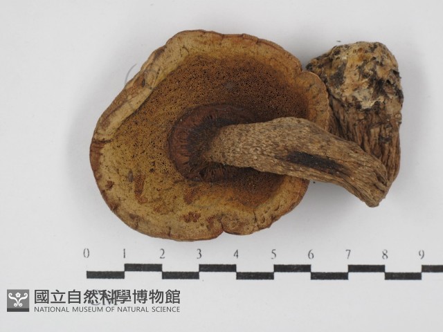 登錄號:F0003540藏品圖，第3張