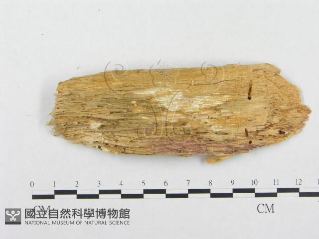 登錄號:F0008140藏品圖，第3張