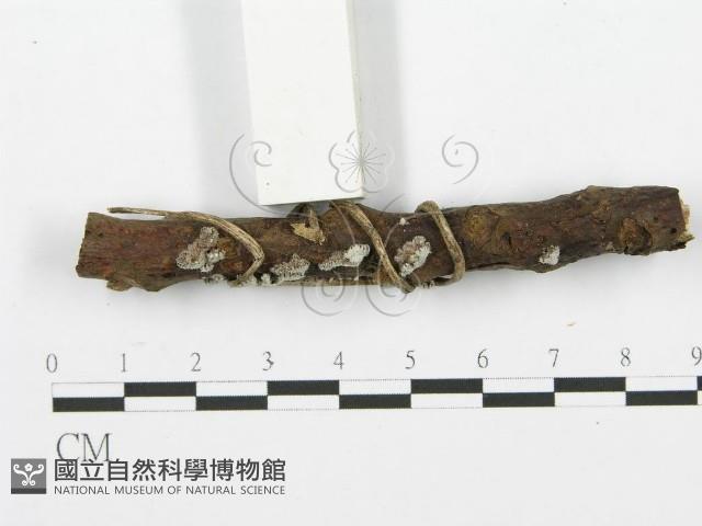 裂褶菌藏品圖，第3張