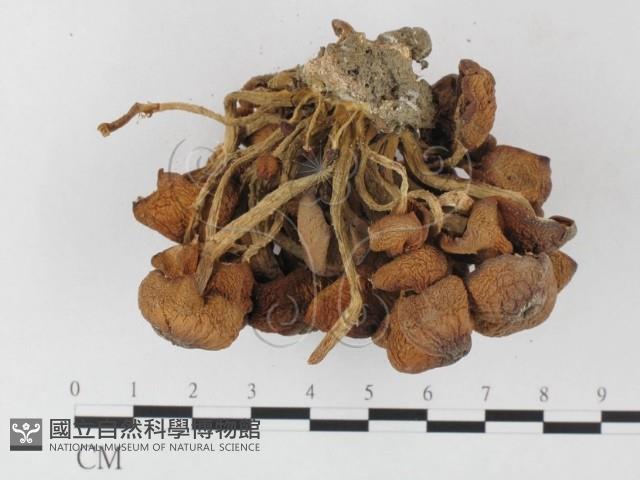 登錄號:F0026140藏品圖，第3張