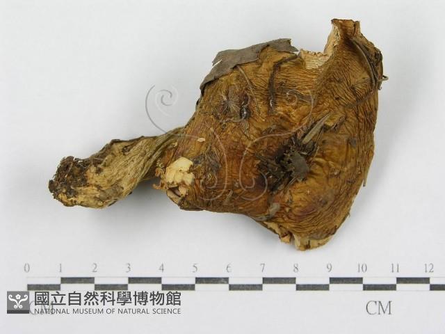 紅菇屬藏品圖，第3張