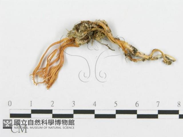 登錄號:F0001140藏品圖，第3張