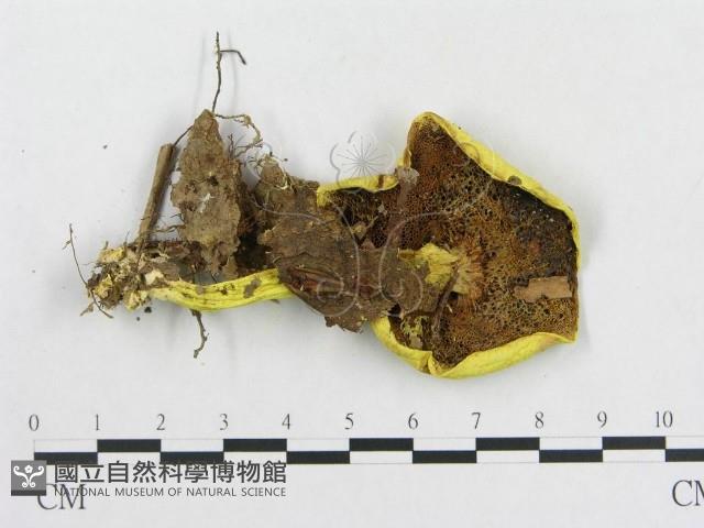 登錄號:F0011140藏品圖，第3張