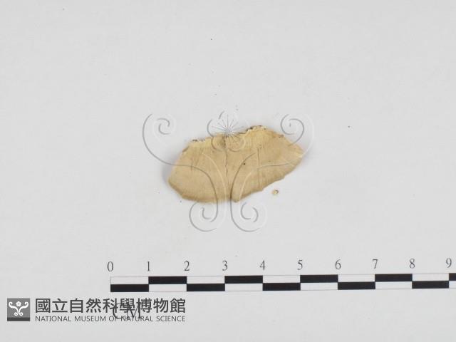 登錄號:F0024140藏品圖，第3張