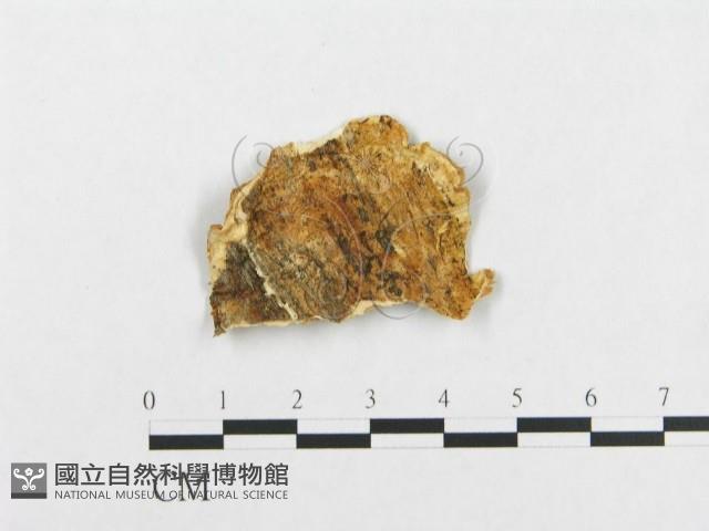 登錄號:F0007140藏品圖，第3張