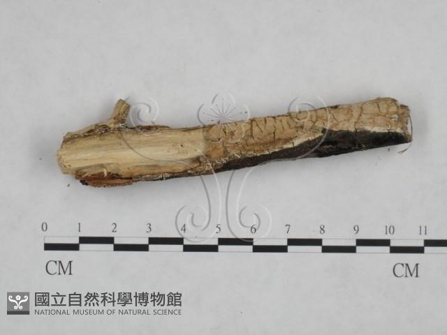 登錄號:F0025140藏品圖，第3張