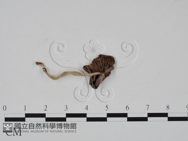 登錄號:F0019140藏品圖，第3張