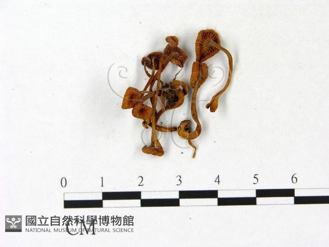 登錄號:F0023140藏品圖，第3張