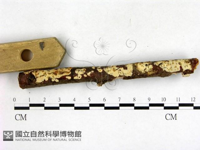 登錄號:F0003140藏品圖，第1張