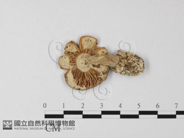登錄號:F0013140藏品圖，第3張