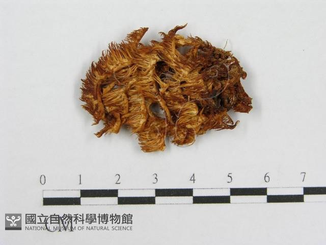 登錄號:F0008040藏品圖，第3張