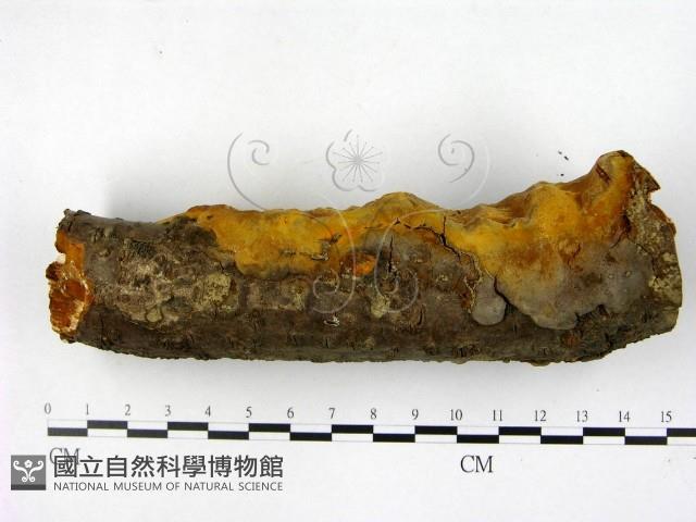 木層孔菌屬藏品圖，第3張