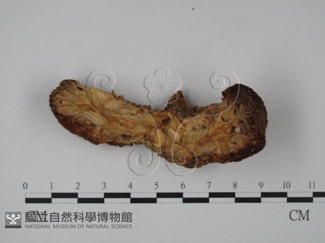 登錄號:F0016040藏品圖，第3張
