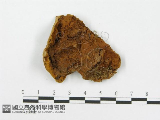 木層孔菌屬藏品圖，第3張