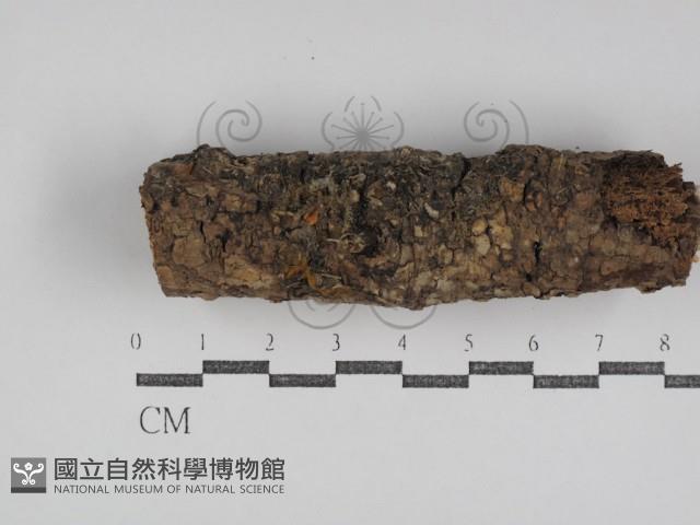 登錄號:F0031040藏品圖，第1張