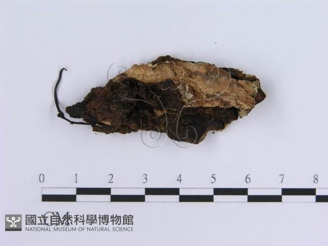 登錄號:F0014040藏品圖，第3張