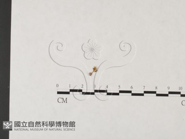 發光小菇藏品圖，第3張