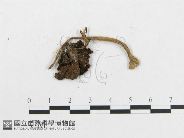 登錄號:F0002040藏品圖，第3張