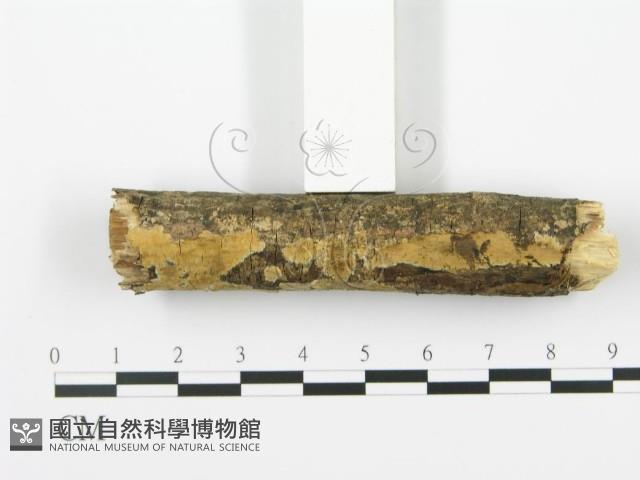 射脈菌屬藏品圖，第3張