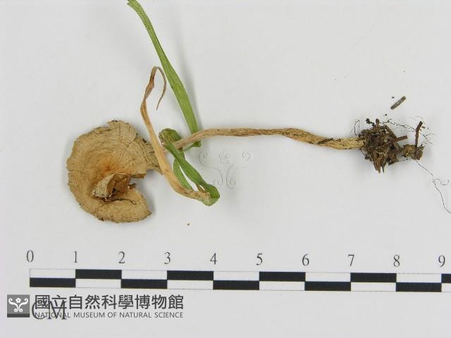 登錄號:F0017040藏品圖，第3張