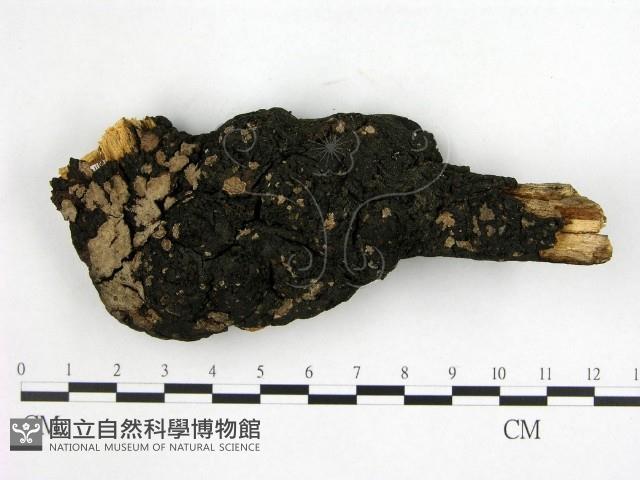 登錄號:F0005040藏品圖，第1張