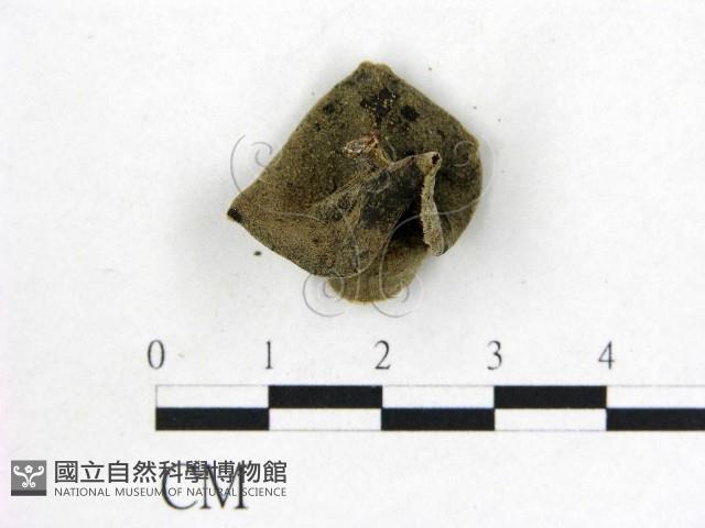 毛木耳藏品圖，第3張