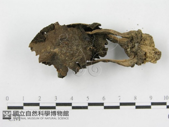 登錄號:F0003040藏品圖，第1張