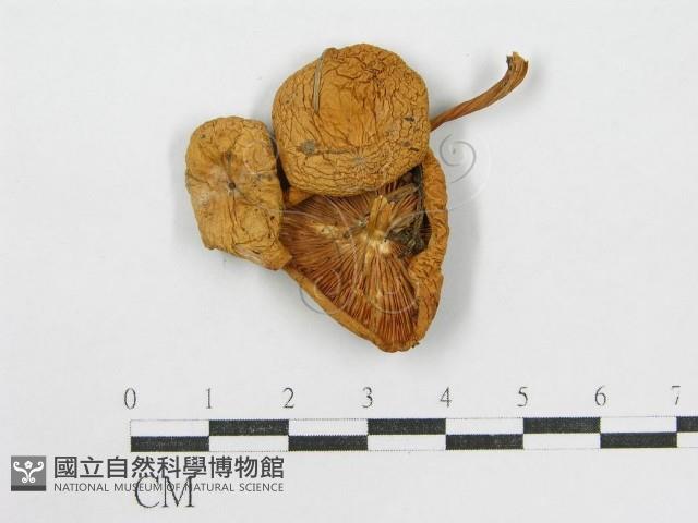 登錄號:F0013040藏品圖，第3張