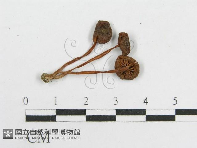 登錄號:F0008340藏品圖，第3張