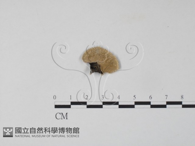 雲芝藏品圖，第3張