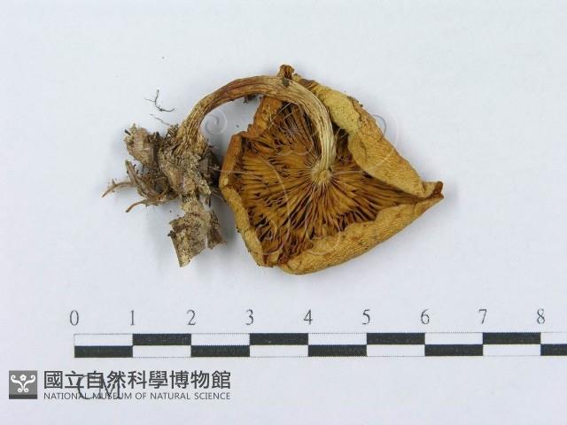 登錄號:F0016340藏品圖，第3張