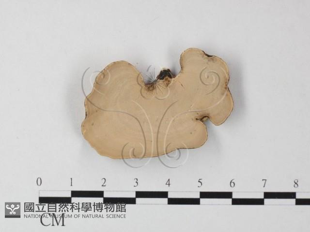 相鄰小孔菌藏品圖，第3張