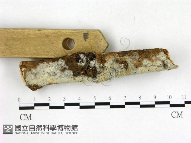 登錄號:F0011340藏品圖，第3張