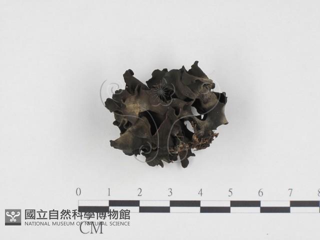 登錄號:F0024340藏品圖，第3張