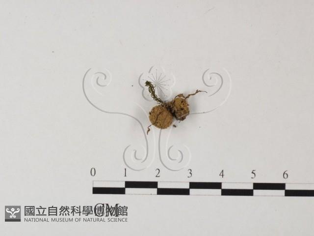 登錄號:F0004340藏品圖，第3張